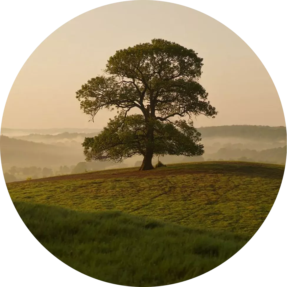Sève